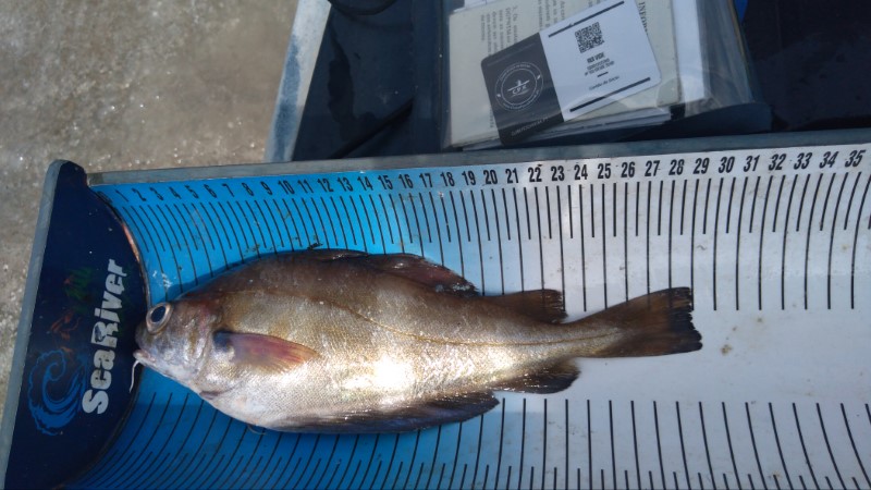 Fish Measure Picture