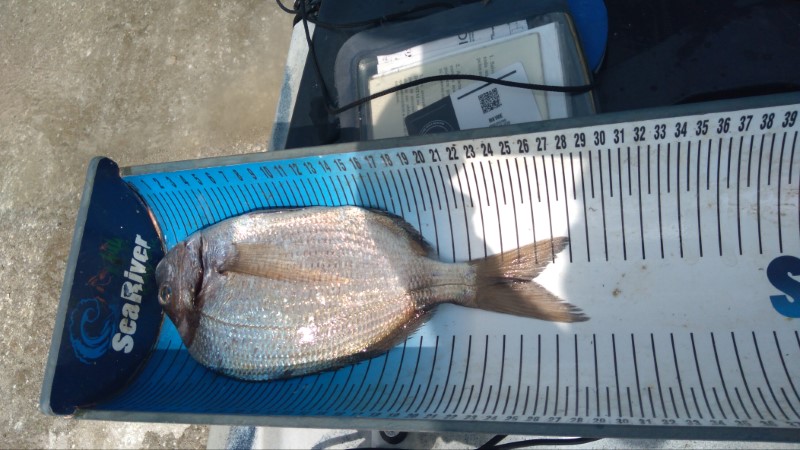 Fish Measure Picture