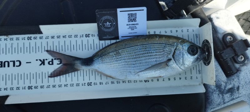 Fish Measure Picture