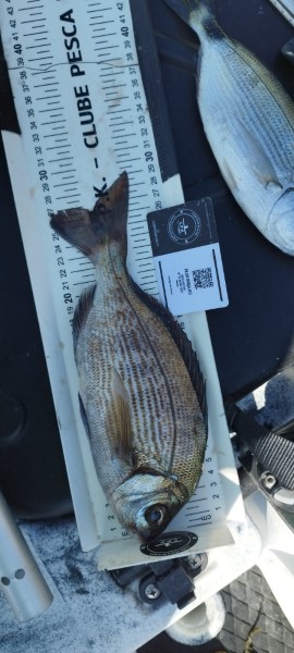 Fish Measure Picture