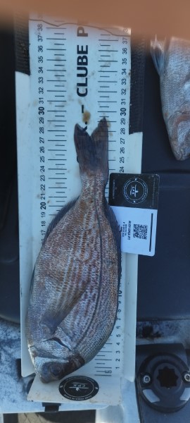 Fish Measure Picture