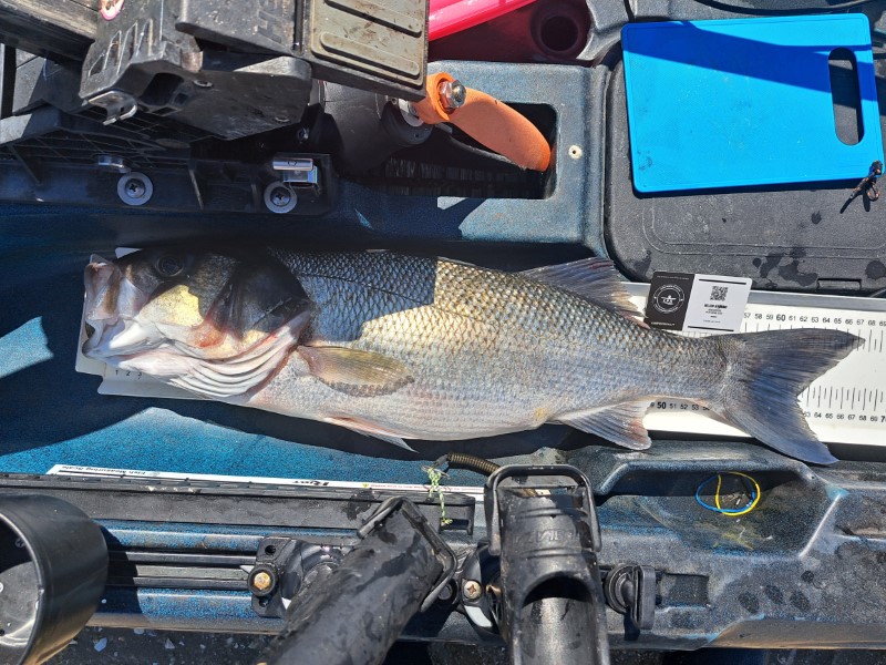 Fish Measure Picture