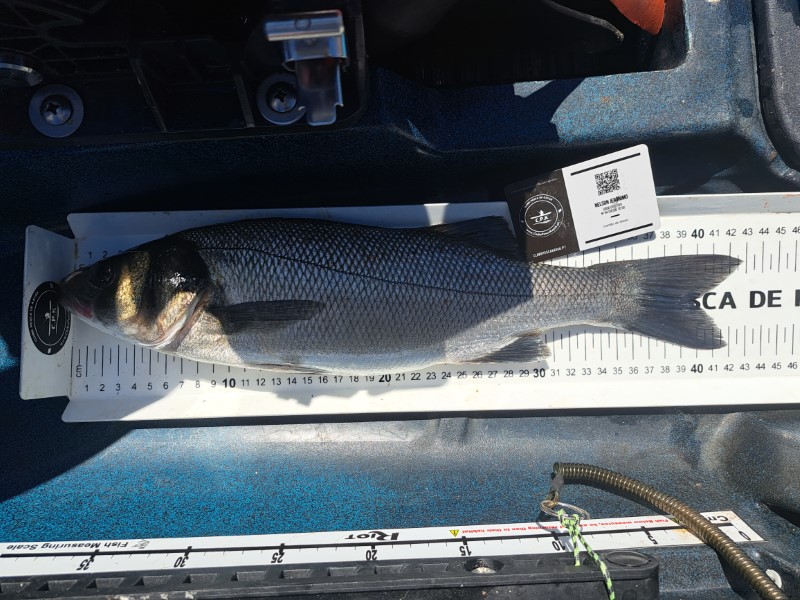 Fish Measure Picture