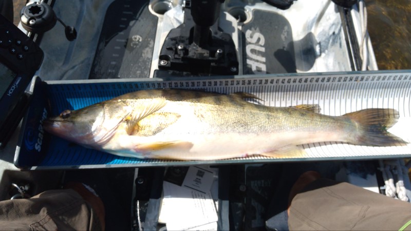 Fish Measure Picture