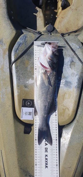 Fish Measure Picture