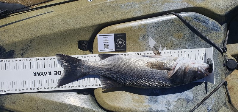 Fish Measure Picture