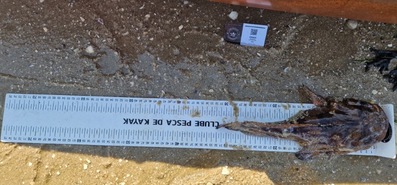 Fish Measure Picture