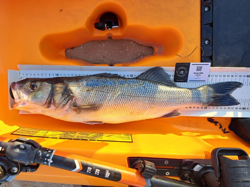 Fish Measure Picture
