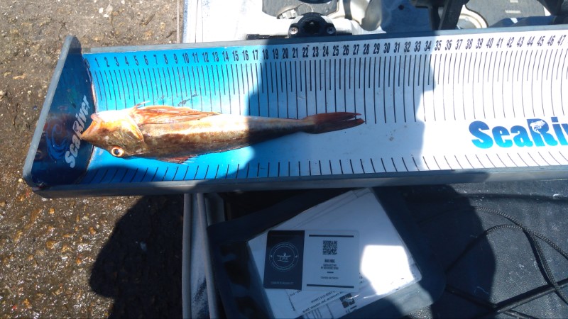 Fish Measure Picture