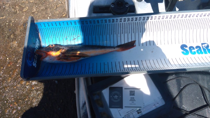 Fish Measure Picture