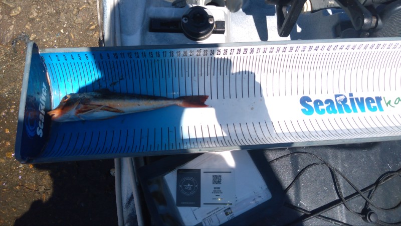 Fish Measure Picture