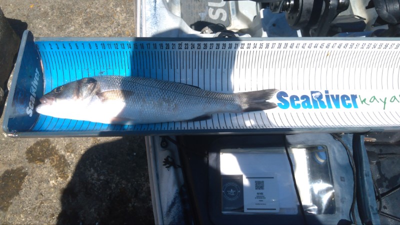 Fish Measure Picture
