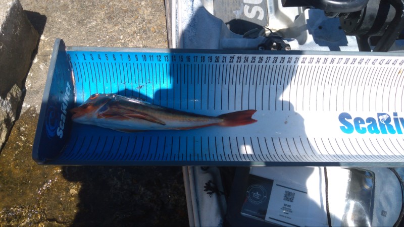 Fish Measure Picture