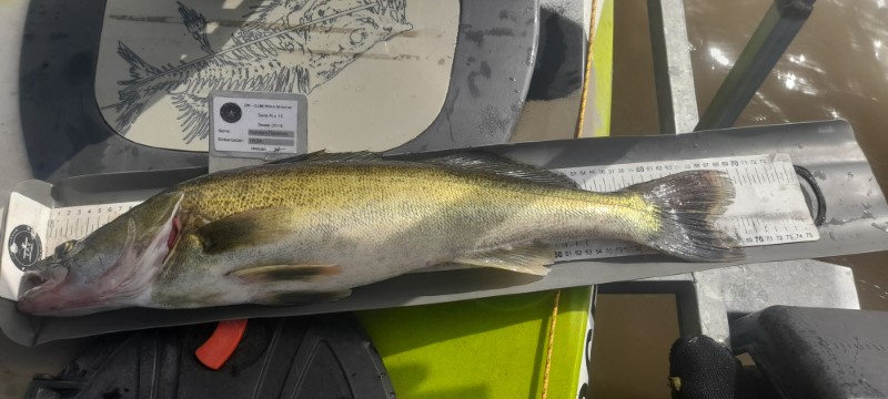 Fish Measure Picture