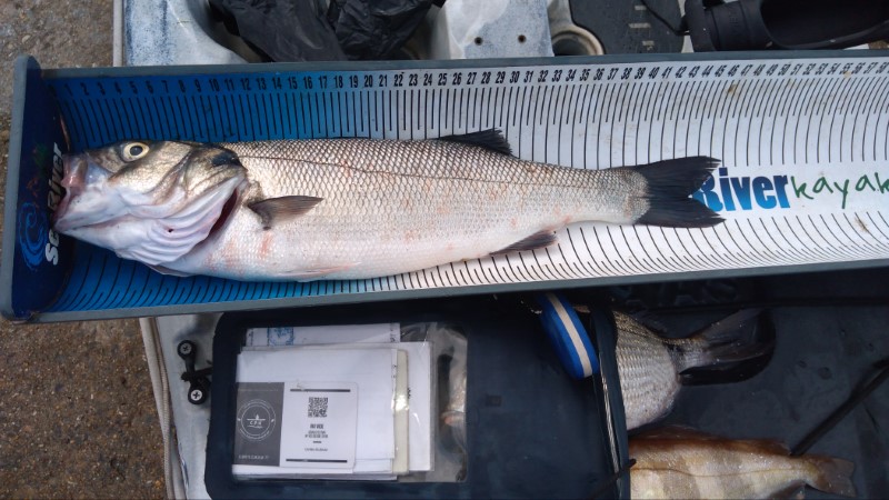 Fish Measure Picture