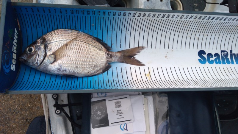Fish Measure Picture