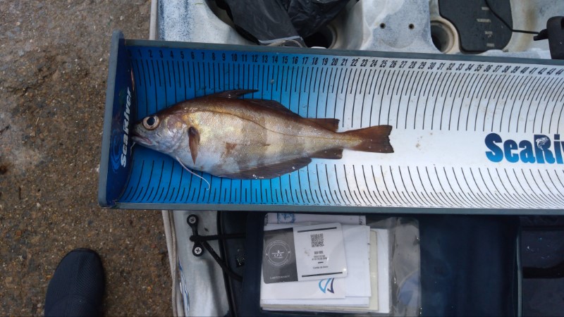 Fish Measure Picture
