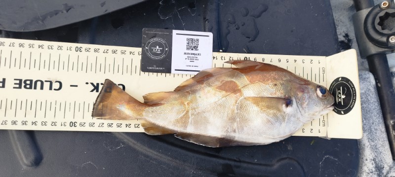 Fish Measure Picture