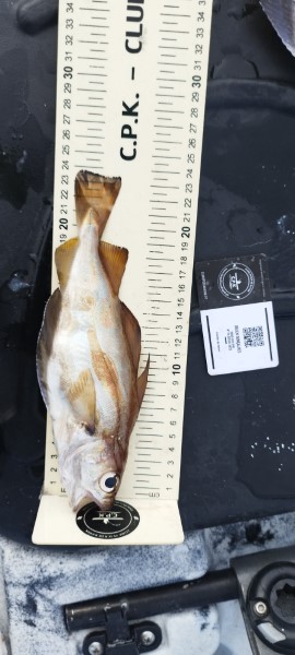 Fish Measure Picture