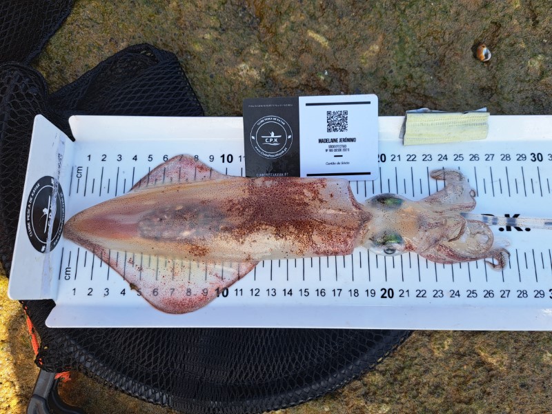 Fish Measure Picture