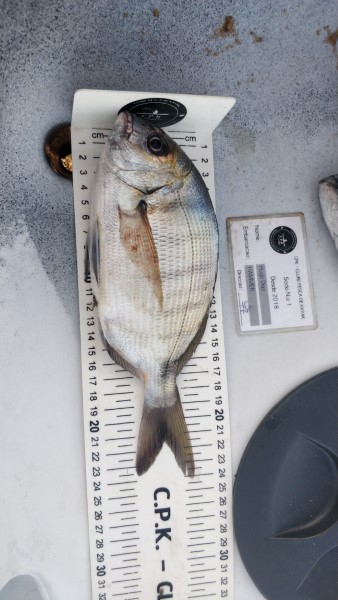 Fish Measure Picture