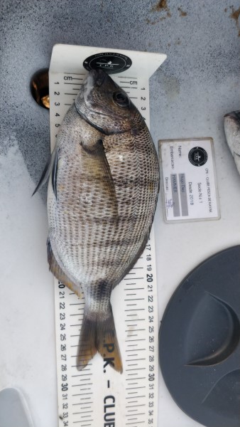 Fish Measure Picture
