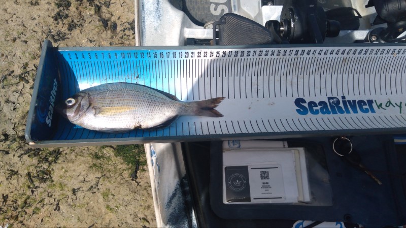 Fish Measure Picture