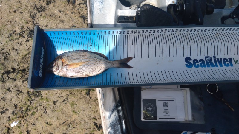 Fish Measure Picture