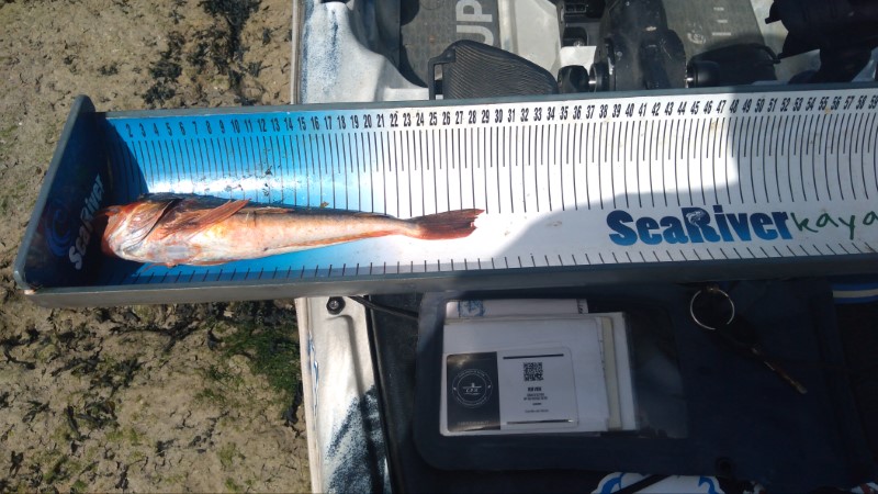 Fish Measure Picture