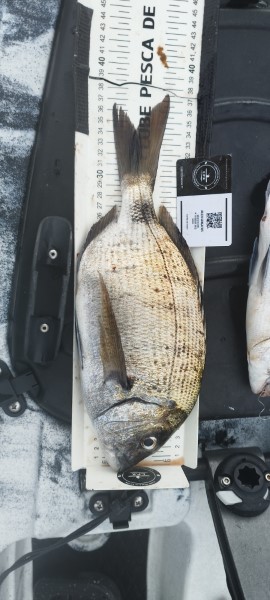 Fish Measure Picture