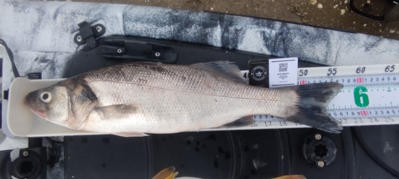 Fish Measure Picture