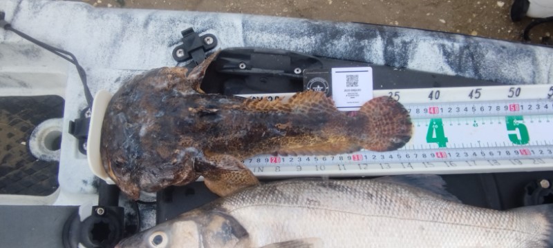 Fish Measure Picture