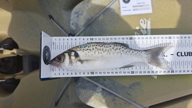 Fish Measure Picture