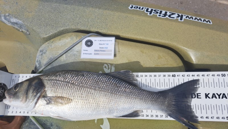Fish Measure Picture