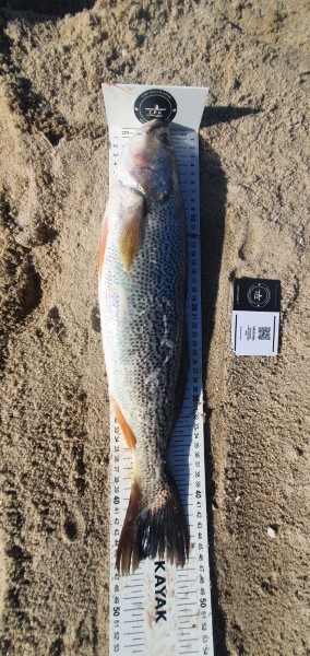 Fish Measure Picture