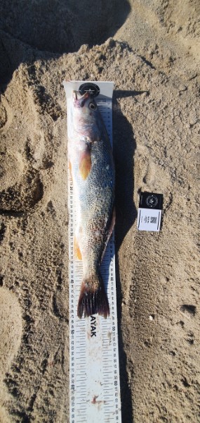 Fish Measure Picture