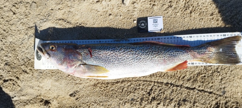 Fish Measure Picture