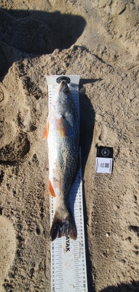 Fish Measure Picture