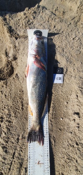 Fish Measure Picture