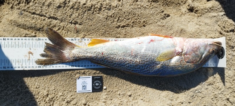 Fish Measure Picture