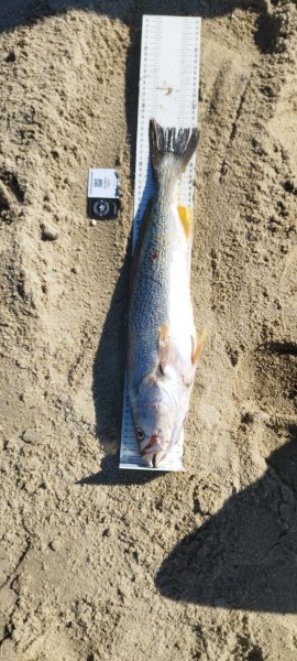 Fish Measure Picture
