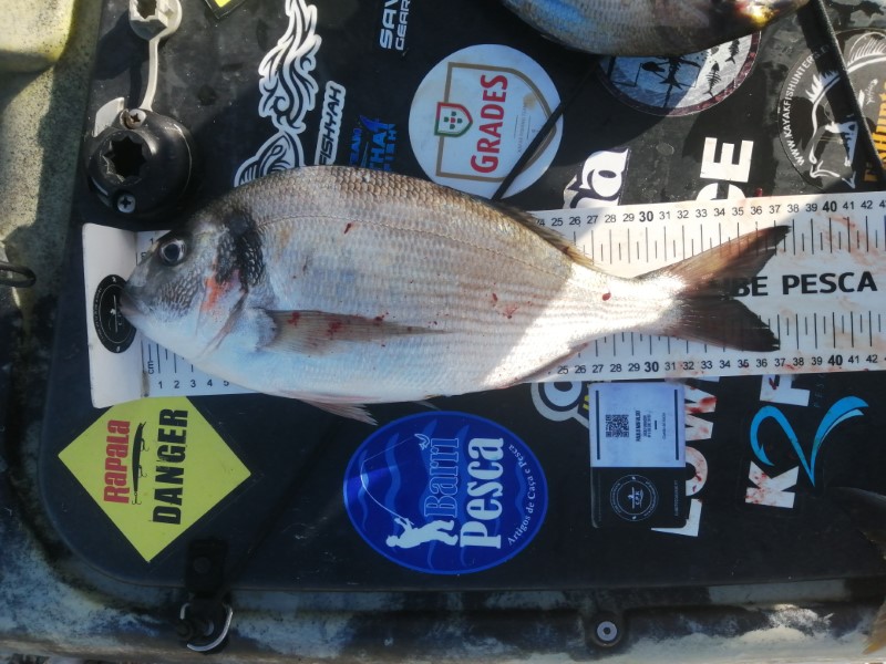 Fish Measure Picture