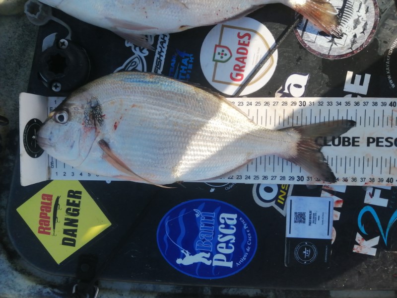 Fish Measure Picture