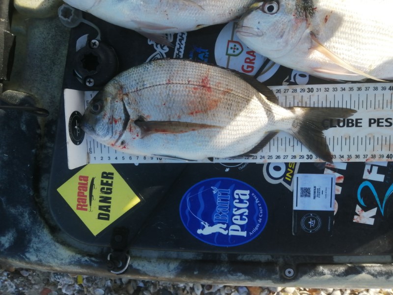 Fish Measure Picture