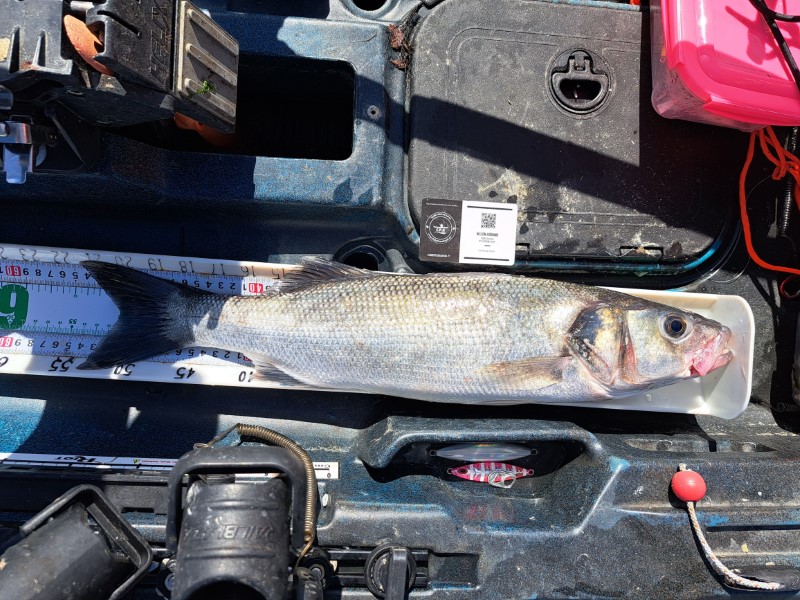 Fish Measure Picture