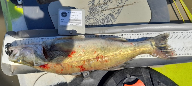 Fish Measure Picture
