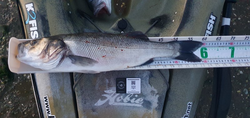 Fish Measure Picture