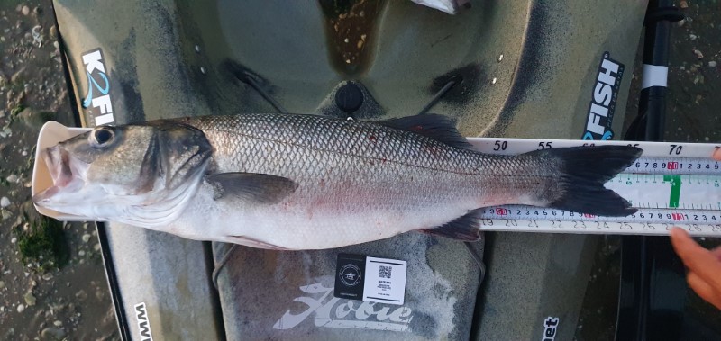 Fish Measure Picture