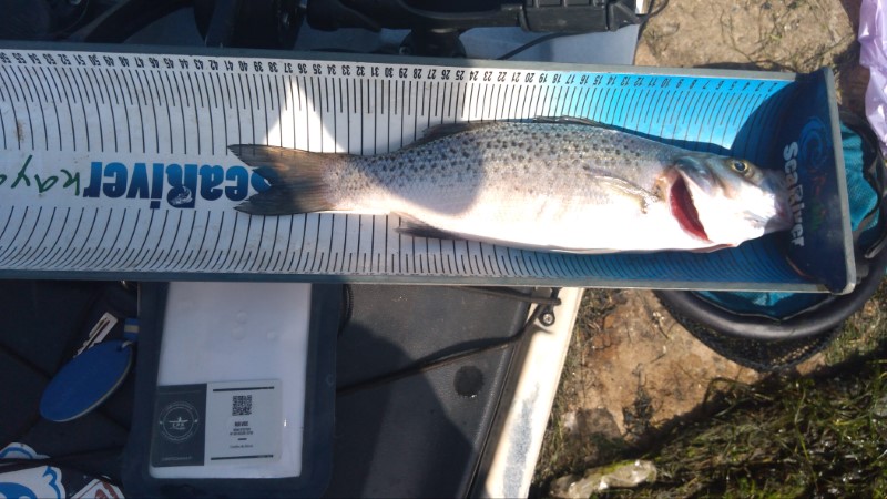 Fish Measure Picture