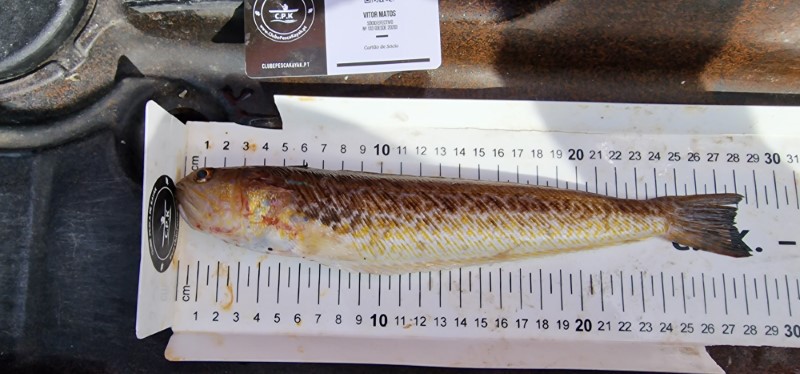 Fish Measure Picture
